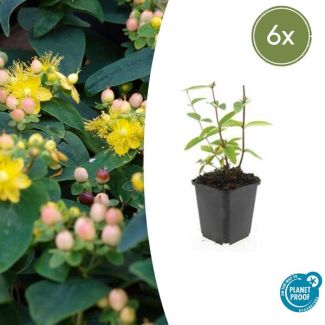 6 Stuks Johanneskruid Annebel, Hertshooi, Gele Bloemen en Sierlijke Bessen,Struik/Klimplant, Hypericum inodorum ↕10-25cm - Ø9cm