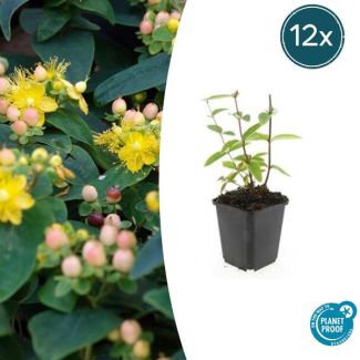 12 Stuks Johanneskruid Annebel, Hertshooi, Gele Bloemen en Sierlijke Bessen,Struik/Klimplant, Hypericum inodorum  ↕10-25cm - Ø9cm
