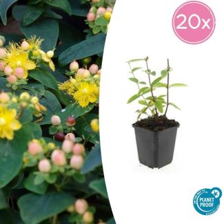 20 Stuks Johanneskruid Annebel, Hertshooi, Gele Bloemen en Sierlijke Bessen,Struik/Klimplant, Hypericum inodorum ↕10-25cm - Ø9cm