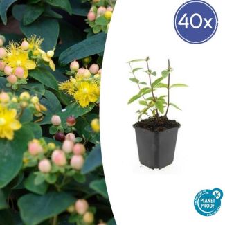 40 Stuks Johanneskruid Annebel , Hertshooi, Gele Bloemen en Sierlijke Bessen,Struik/Klimplant, Hypericum inodorum ↕10-25cm - Ø9cm