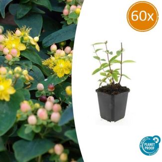 60 Stuks Johanneskruid Annebel, Hertshooi, Gele Bloemen en Sierlijke Bessen,Struik/Klimplant, Hypericum inodorum ↕10-25cm - Ø9cm
