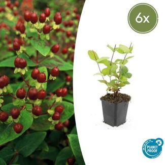 6 Stuks Johanneskruid Beauty, Hertshooi, Gele Bloemen en Sierlijke Bessen,Struik/Klimplant, Hypericum inodorum  ↕10-25cm - Ø9cm