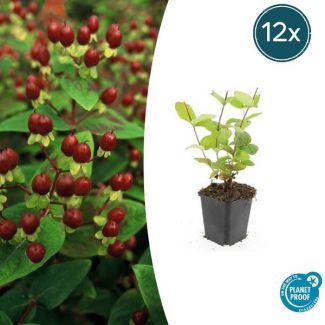 12 Stuks Johanneskruid Beauty, Hertshooi, Gele Bloemen en Sierlijke Bessen,Struik/Klimplant, Hypericum inodorum  ↕10-25cm - Ø9cm