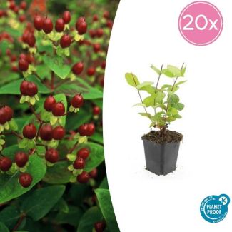 20 Stuks Johanneskruid Beauty, Hertshooi, Gele Bloemen en Sierlijke Bessen,Struik/Klimplant, Hypericum inodorum  ↕10-25cm - Ø9cm