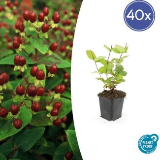 40 Stuks Johanneskruid Beauty, Hertshooi, Gele Bloemen en Sierlijke Bessen,Struik/Klimplant, Hypericum inodorum  ↕10-25cm - Ø9cm