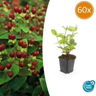 60 Stuks Johanneskruid Beauty, Hertshooi, Gele Bloemen en Sierlijke Bessen,Struik/Klimplant, Hypericum inodorum ↕10-25cm - Ø9cm