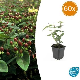 60 Stuks Johanneskruid Rheingold , Hertshooi, Gele Bloemen en Sierlijke Bessen,Struik/Klimplant, Hypericum inodorum ↕10-25cm - Ø9cm