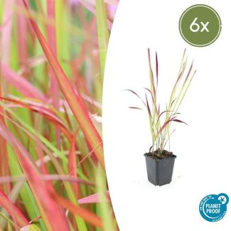6  stuks Japans Bloedgras, Siergras, Imperata cylindrica  Red Baron  - ↕10-25cm - Ø9cm