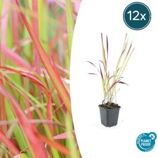 12  stuks Japans Bloedgras, Siergras, Imperata cylindrica  Red Baron  - ↕10-25cm - Ø9cm