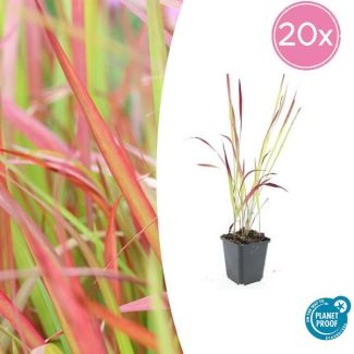 20  stuks Japans Bloedgras, Siergras, Imperata cylindrica  Red Baron  - ↕10-25cm - Ø9cm
