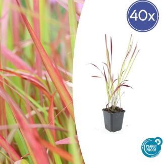 40  stuks Japans Bloedgras, Siergras, Imperata cylindrica  Red Baron  - ↕10-25cm - Ø9cm