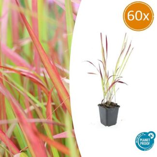 60 stuks Japans Bloedgras, Siergras, Imperata cylindrica  Red Baron  - ↕10-25cm - Ø9cm