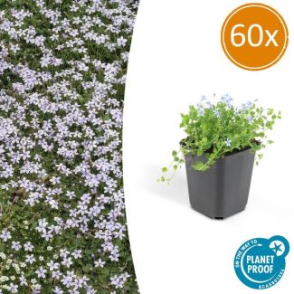 60 x Blue Star Creeper, Blauwe grondkruiper, Moeras isotoom Isotoma fluviatilis, lage buitenplant