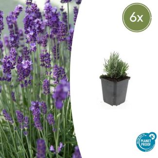 6 Stuks Lavendel, Heerlijk Geurend, Kleur Bloem Diepblauw tot Paars/Blauw, Lavandula angustifolia  Dwarf Blue  - ↕10-25cm - Ø9cm