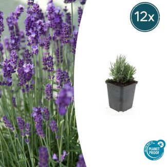 12 Stuks Lavendel, Heerlijk Geurend, Kleur Bloem Diepblauw tot Paars/Blauw, Lavandula angustifolia Dwarf Blue  - ↕10-25cm - Ø9cm