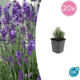 20 Stuks Lavendel, Heerlijk Geurend, Kleur Bloem Diepblauw tot Paars/Blauw, Lavandula angustifolia  Dwarf Blue  - ↕10-25cm - Ø9cm