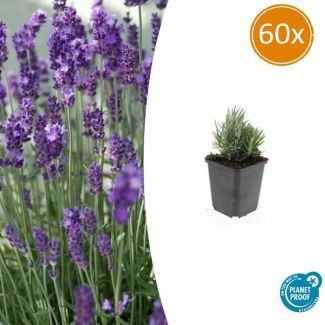 60 Stuks Lavendel, Heerlijk Geurend, Kleur Bloem Diepblauw tot Paars/Blauw, Lavandula angustifolia  Dwarf Blue  - ↕10-25cm - Ø9cm