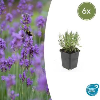 6 lavendelplanten (Lavandula ang. 'Munstead') voor een sfeervolle paarse sfeer - ↕10-25cm - Ø9cm