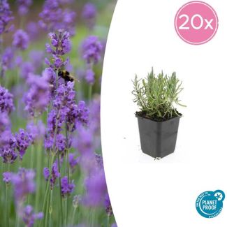 20 Lavendel tuinplanten - Lavandula ang. 'Munstead' - ↕10-25cm - Ø9cm