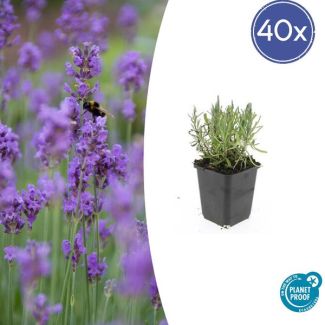 40x Lavendel 'Munstead' - ↕10-25cm - Vorstbestendige Zomerbloeier - Perfect voor Bijen & Vlinders