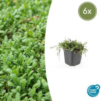 Leptinella squalida 6x - laagblijvende tuinplant voor groen tapijt - ca. 5cm hoog