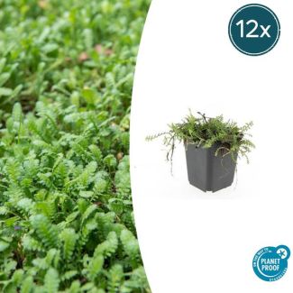 Koperknoopje 12 stuks (Leptinella squalida) - Groenblijvende en laagblijvende tuinplanten