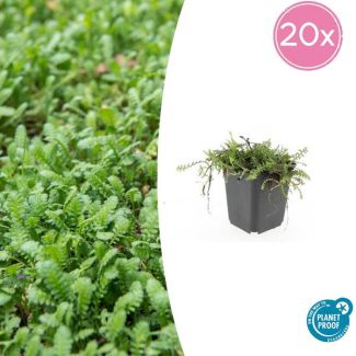 20 Bodembedekkers voor een groen tapijt - Leptinella squalida van ca. 5 cm hoog