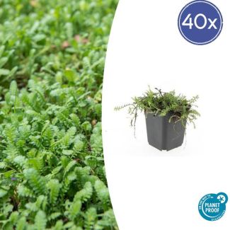 Leptinella squalida met kleine gele bloemetjes in bloei - 40 stuks - ca. 5 cm hoog