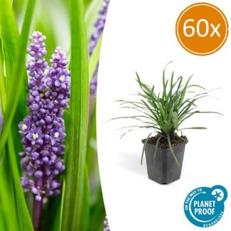 Leliegras Liriope muscari 'Big Blue' x60, frisse bodembedekker