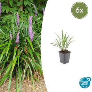 6x Leliegras 'Ingwersen' - Wintergroene siergrassen voor buiten ↕10-25cm