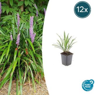 12 stuks siergrassen winterhard - Liriope muscari 'Ingwersen'
