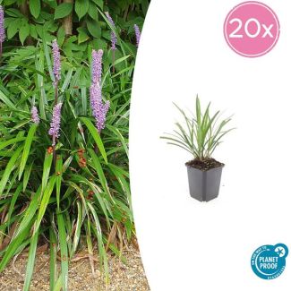 20 stuks Leliegras - Veilige siergrassen voor buiten ↕10-25cm