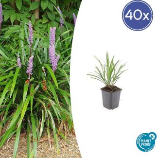 Bloeiend Siergras | 40 stuks | Liriope muscari 'Ingwersen' / Leliegras