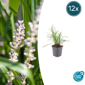 Leliegras Moneymaker - 12x Liriope muscari  - ↕10-25cm - Ø9cm - opvallende paarse bloemen