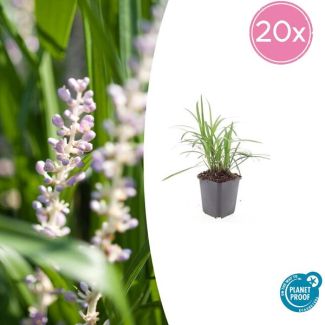 Leliegras Moneymaker - 20x Liriope muscari  - ↕10-25cm - Ø9cm - opvallende paarse bloemen