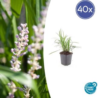 Leliegras Moneymaker - 40x Liriope muscari  - ↕10-25cm - Ø9cm - opvallende paarse bloemen
