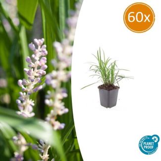 Leliegras Moneymaker - 60x Liriope muscari  - ↕10-25cm - Ø9cm - opvallende paarse bloemen
