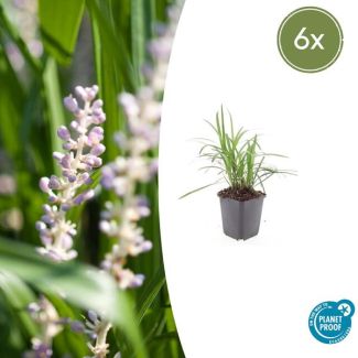 6x Liriope muscari 'Monroe White' - leliegras - bloeiend siergras - ↕10-25cm