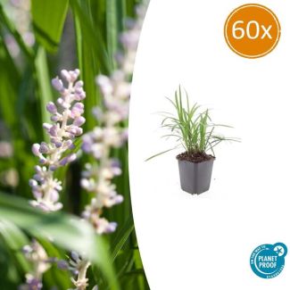 60x Liriope 'Monroe White' - Winterharde Siergras met bloei in late zomer - ca. 15cm hoog