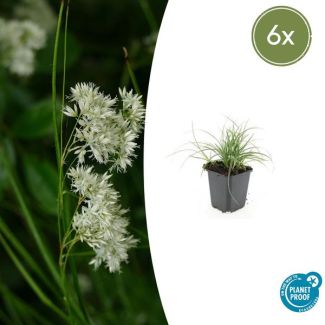 Sneeuwwitte veldbies / Luzula nivea 6 stuks - ↕10-25cm - Ø9cm