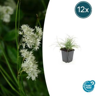 Groenblijvend Luzula 12x - ↕10-25cm - Bodembedekker Luzula nivea