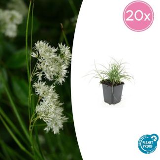 Sneeuwgras 20 stuks - ↕10-25cm - Groenblijvende bodembedekker met kleine witte bloemen