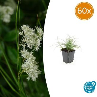 60 Schaduwplanten Luzula nivea - 60 kleine tuinplanten voor in schaduw of halfschaduw