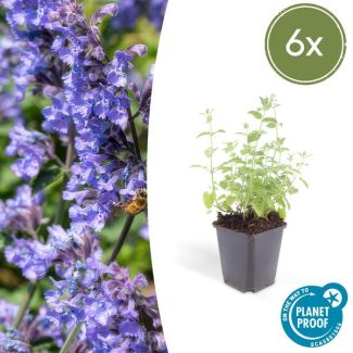 6 Borderplanten Nepeta 'Six Hills Giant' - 6 kattenkruid lanten voor Tuinen ↕10-25cm