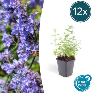 12 stuks kattenkruid - Nepeta 'Six Hills Giant' - borderplanten, ca. 15cm hoog