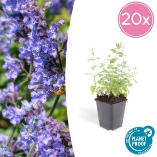 20 Nepeta buitenplanten (Nepeta 'Six Hills Giant') ca. 15cm hoog