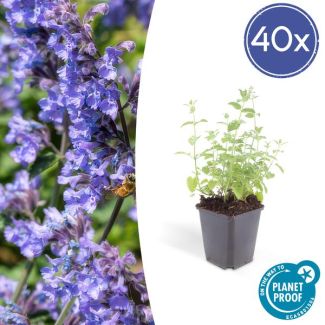 40 Bloeiende Borderplanten Nepeta 'Six Hills Giant' - ca. 15cm hoog - Paars/Blauw