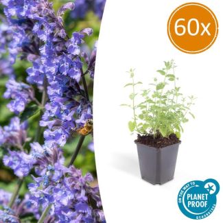 60 Bloeiende Nepeta tuinplanten - Kattenkruid 60x - ca. 15cm hoog