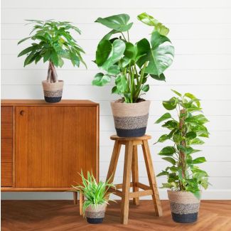 De Makkelijke Plantenbox bevat 4 Sterke Planten, Potmaat 12 tot 21cm, Hoogte varieert van 25 tot 80cm