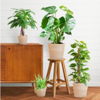 De Makkelijke Plantenbox bevat 4 Sterke Planten, Potmaat 12 tot 21cm, Hoogte varieert van 25 tot 80cm